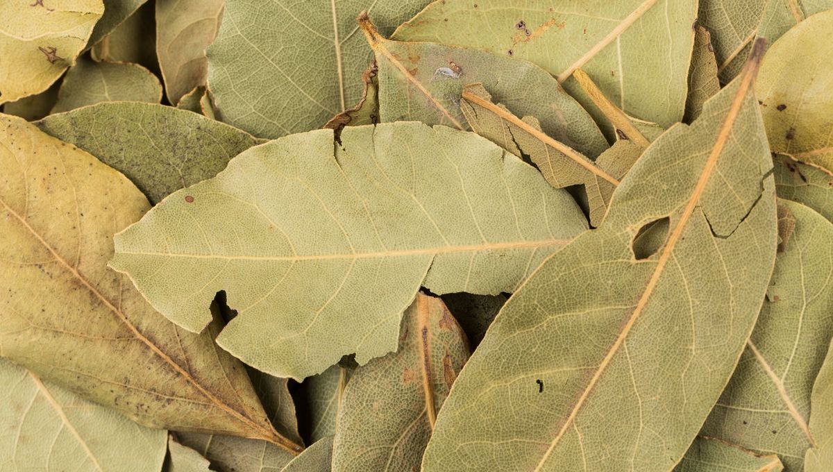 Feuilles de laurier fraîches utilisées en cuisine