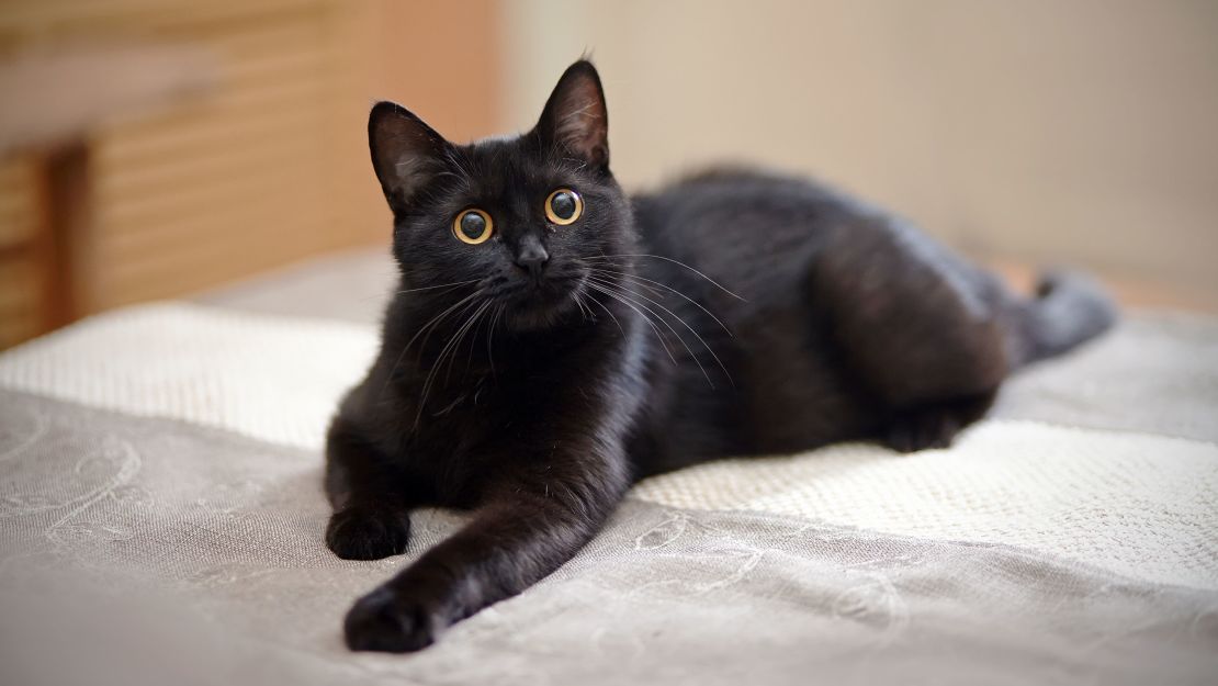 Chat noir aux yeux perçants