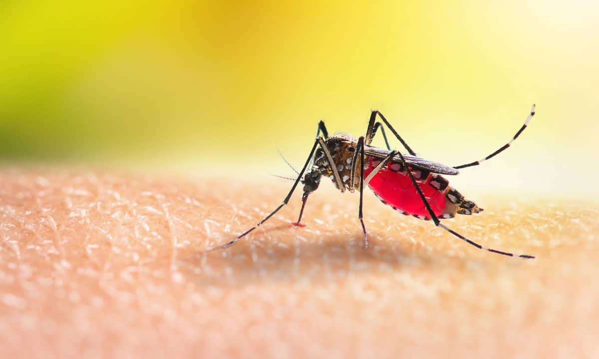 Personne se faisant piquer par un moustique