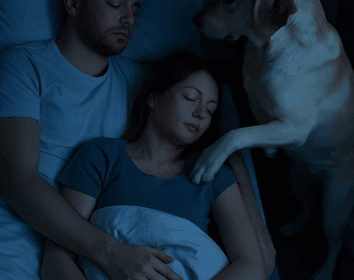 Labrador aux aguets