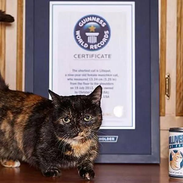 Portrait de Creme Puff, la chatte la plus âgée du monde