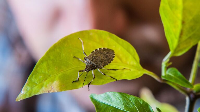 Dégâts causés par la punaise sur des cultures