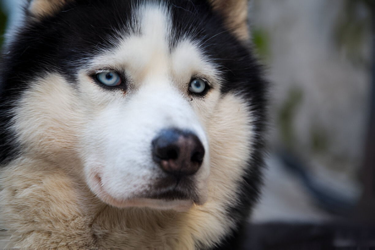Luna la bergère allemande devenue célébrité