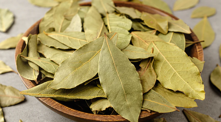 Feuilles de laurier séchées pour soins dentaires