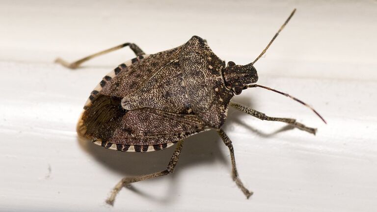 Méthode de capture de la punaise marbrée