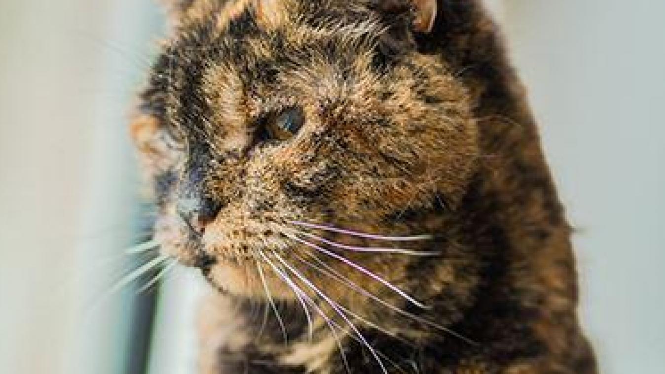 Environnement enrichissant pour chats âgés