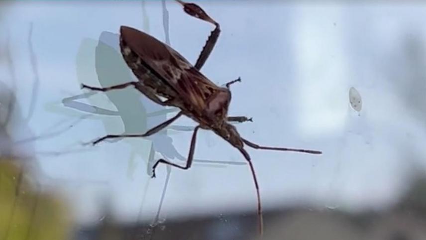 Expert en extermination d'insectes