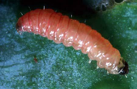 Nettoyage d'armoire contre les insectes
