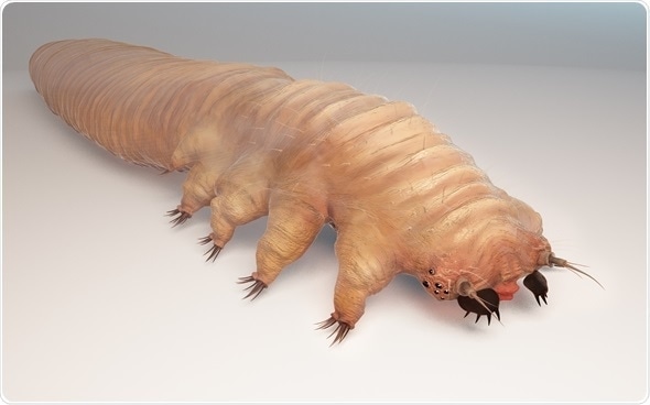 Acarien Demodex en microscopie