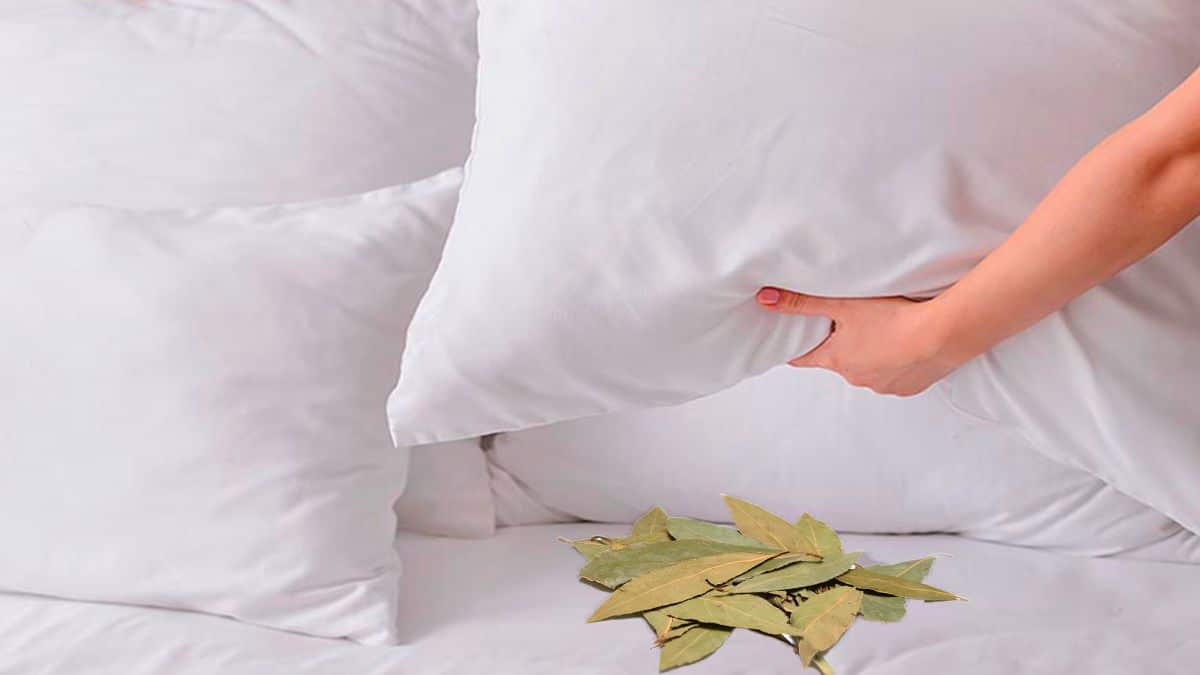 Feuilles de laurier placées sous un oreiller