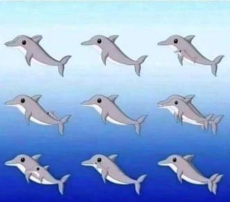 Groupe de dauphins partiellement cachés dans les vagues
