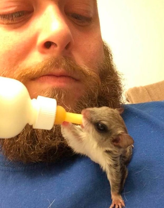 Noisette l'écureuil volant dans une poche de veste