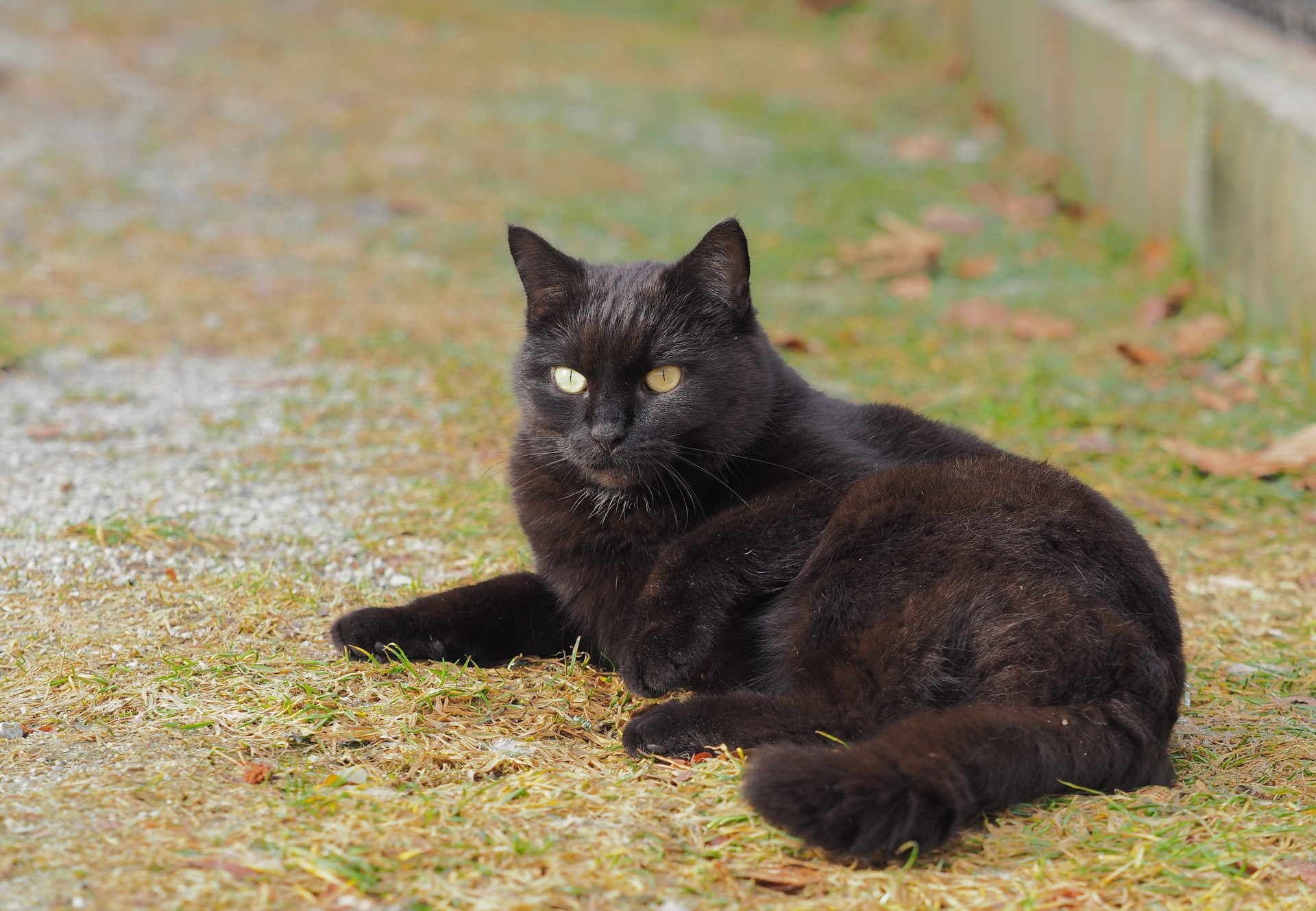 Chat noir dans un refuge animalier