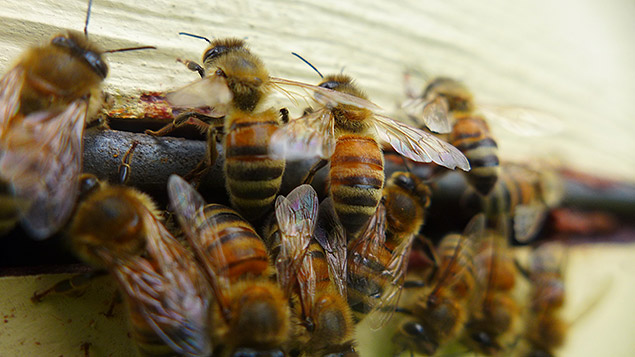Détail d'alvéoles d'abeilles