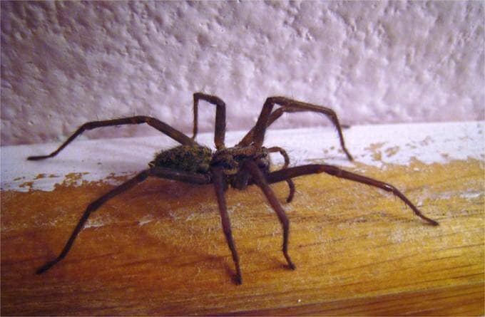 Astuces anti-araignées