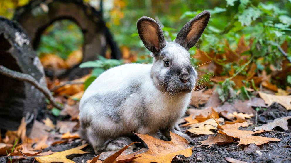 Lapin assis près d'un corbeau