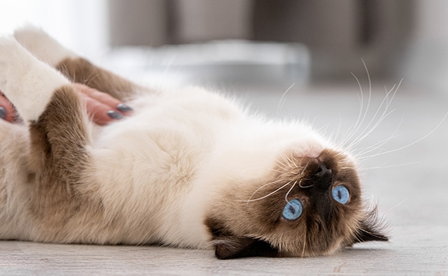 Chat domestique heureux et détendu