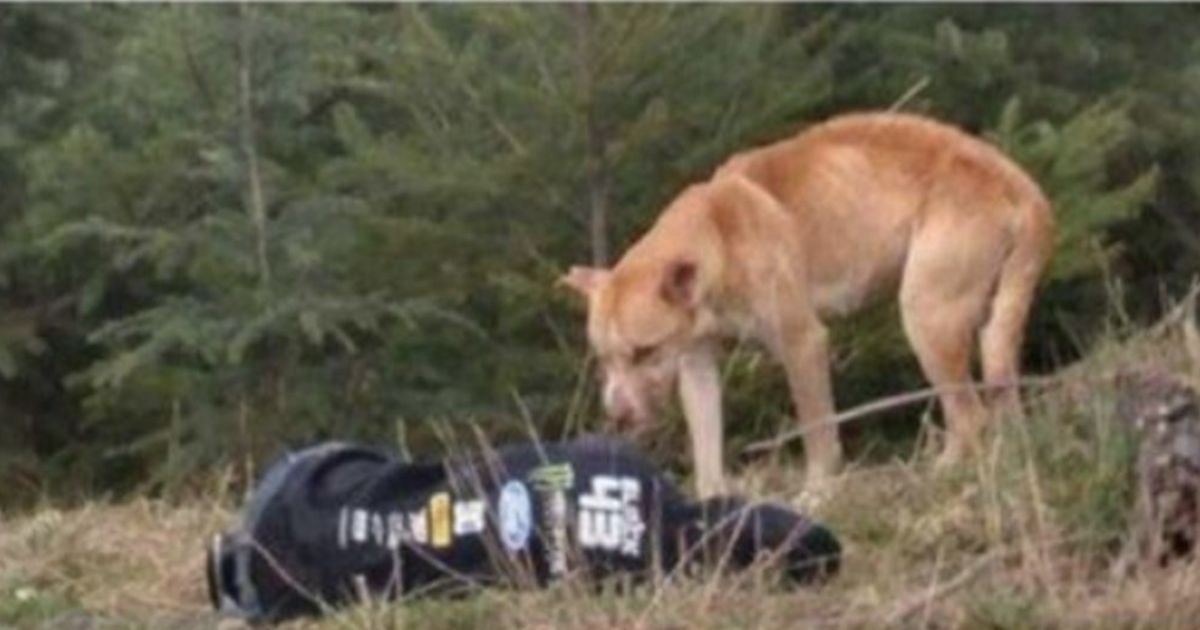 Femme allongée près d'un chien