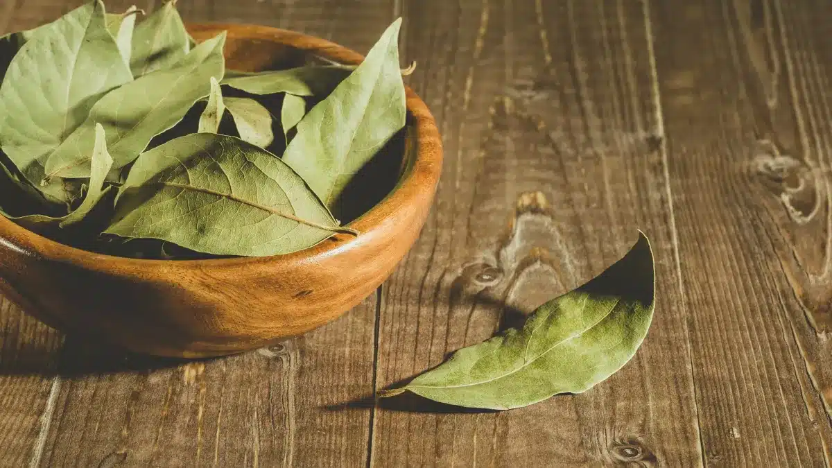 Feuilles de laurier séchées pour infusion