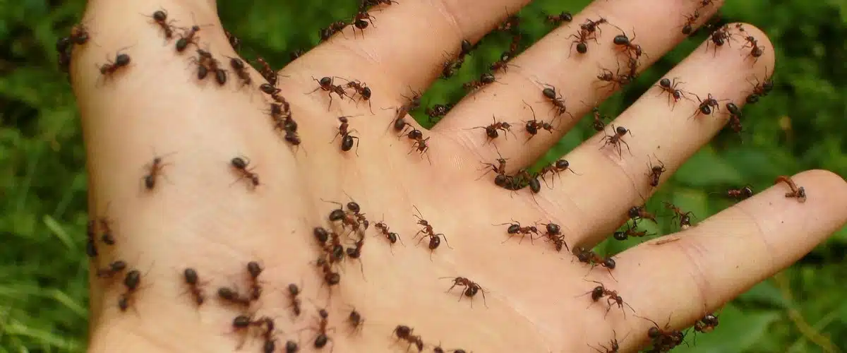 Fourmis envahissant une surface