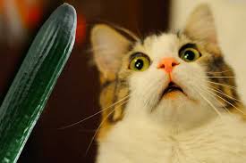 Chat curieux reniflant un concombre posé à distance