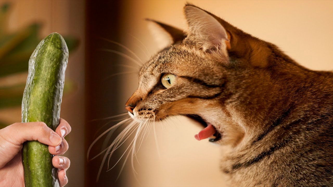 Chat surpris par un concombre