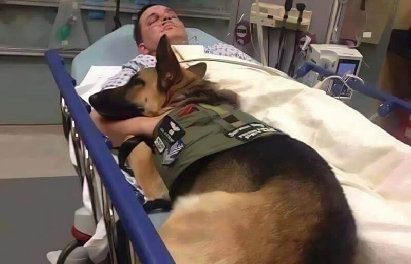 Chien veillant sur son maître convalescent