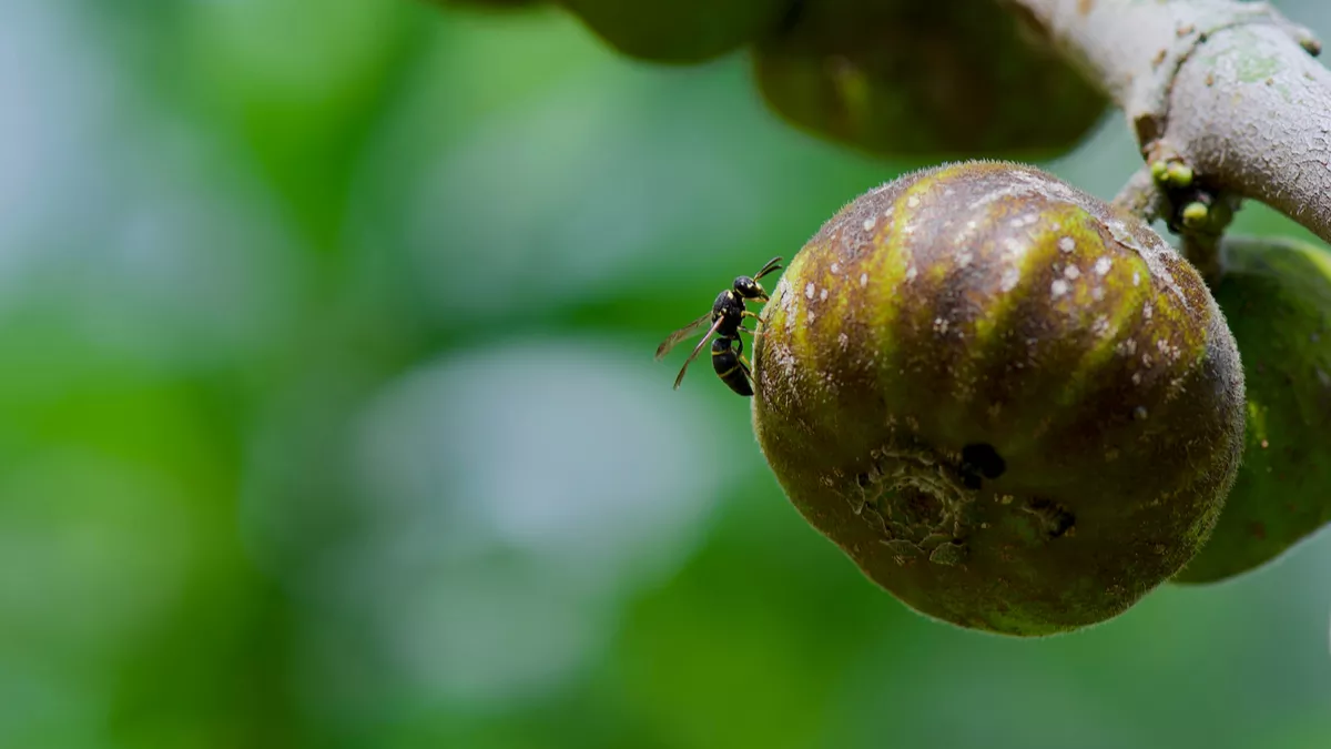 Macrophotographie d'une guêpe pollinisatrice de figues