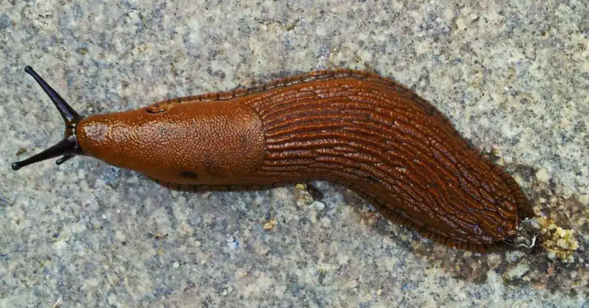 Limace traversant une surface intérieure