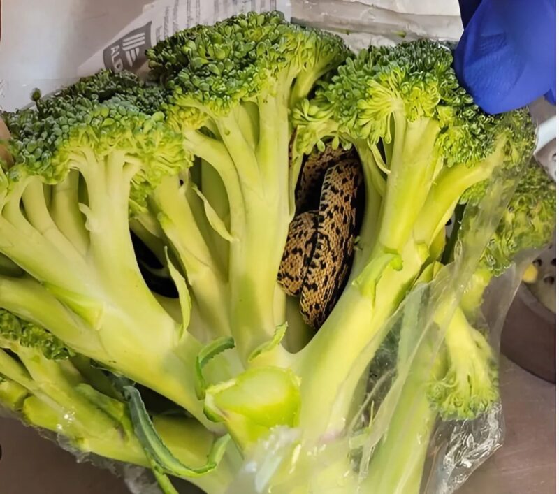 Serpent inoffensive dans une main