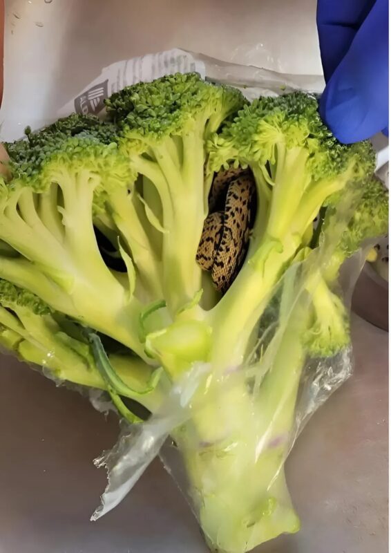 Personne vérifiant méticuleusement ses légumes