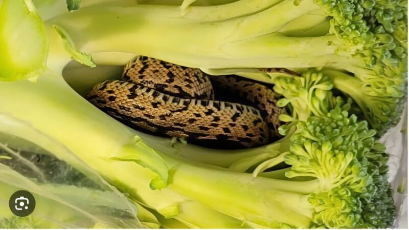 Brocoli contenant un serpent inattendu