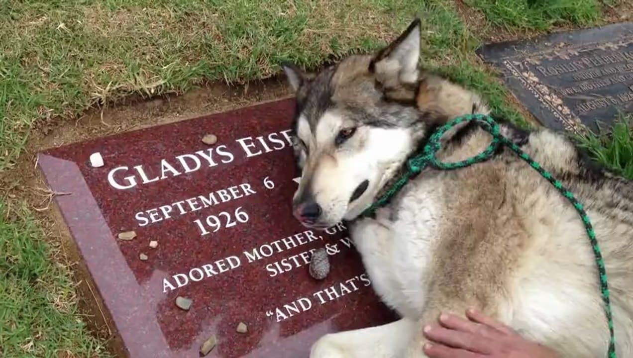 Chien allongé sur une pierre tombale