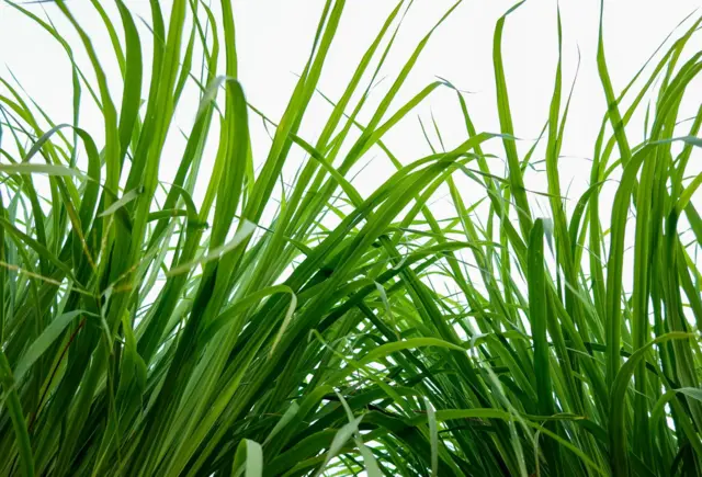 Produits naturels comme le citron, le vinaigre blanc et des huiles essentielles posés sur une étagère de salle de bain