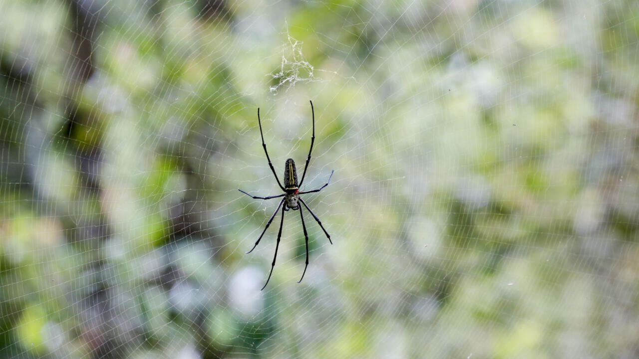 Ingrédients naturels pour répulsif anti-araignées