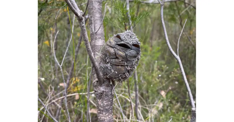 Gousse de banksia imitant un oiseau