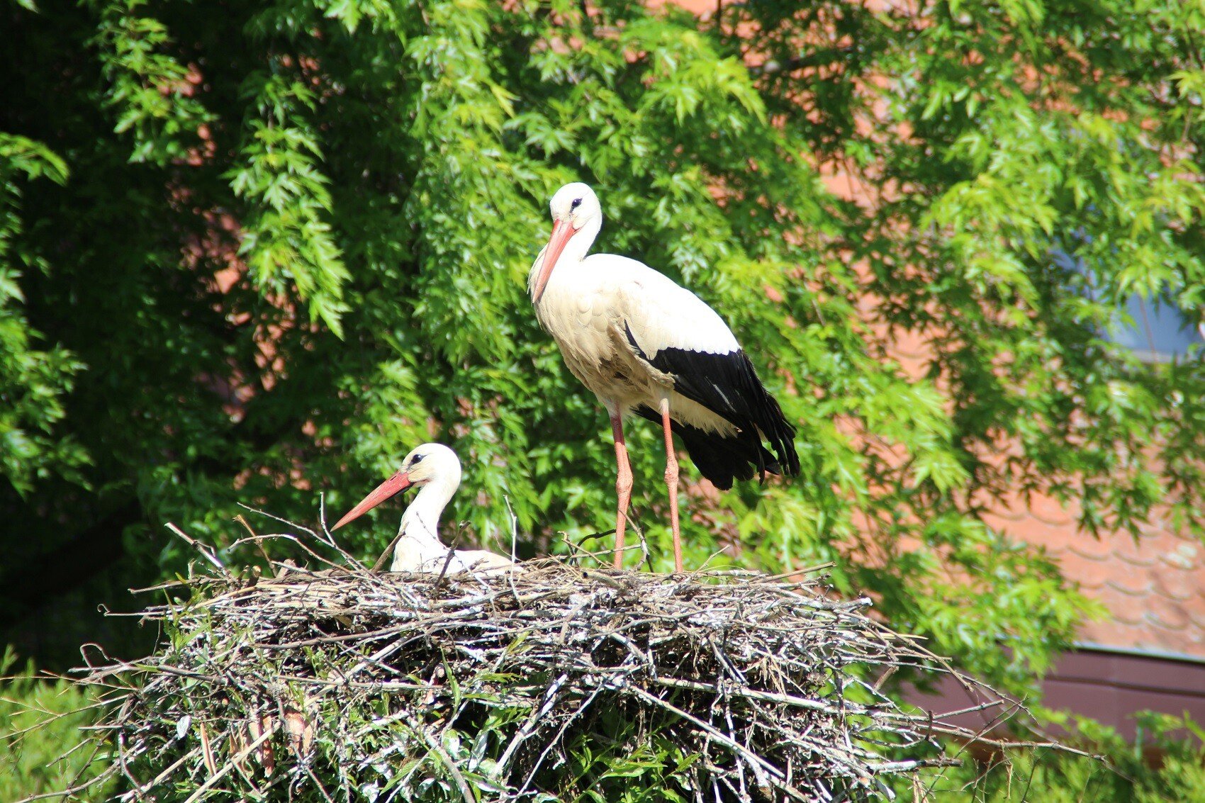 Cigogne symbolisant l'amour