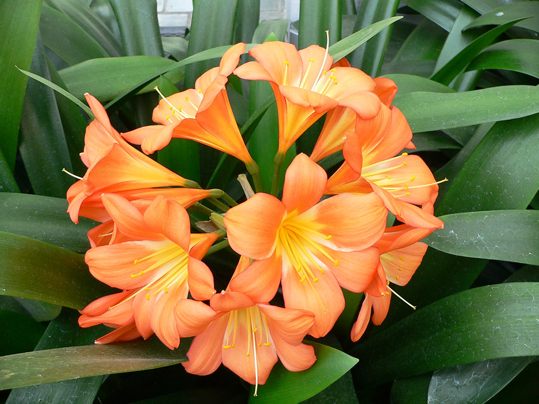 Clivia en pot avec fleurs orange éclatantes