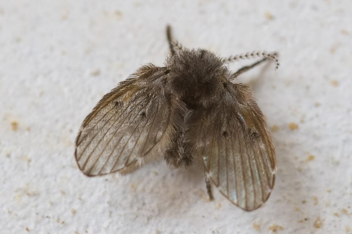 Mouche de canalisation posée près d'un robinet