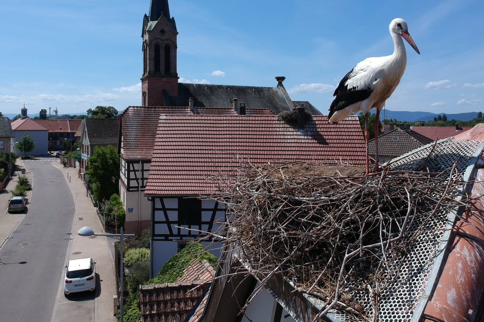 Cigogne perchée sur un toit