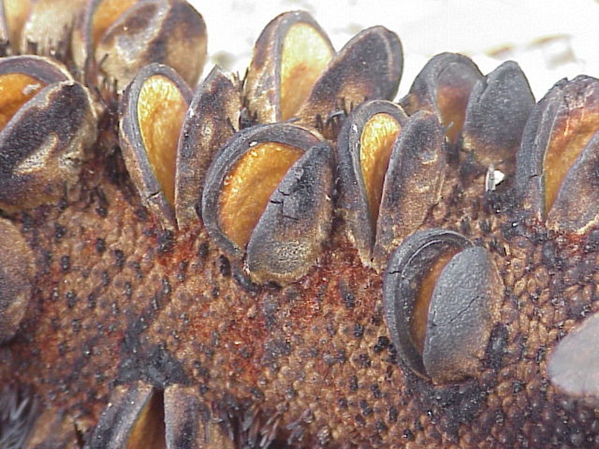 Fruit de banksia en gros plan