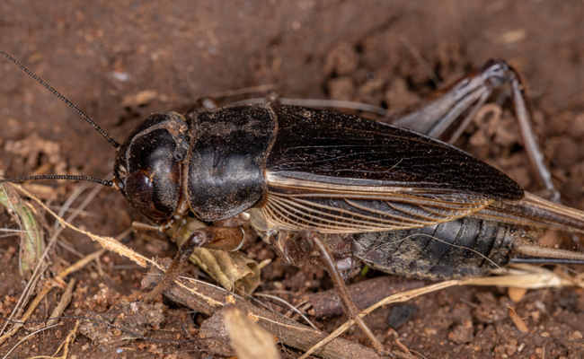 Grillon dans un environnement domestique ou extérieur