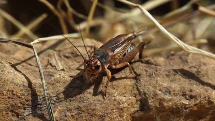 Grillon chantant dans son environnement naturel
