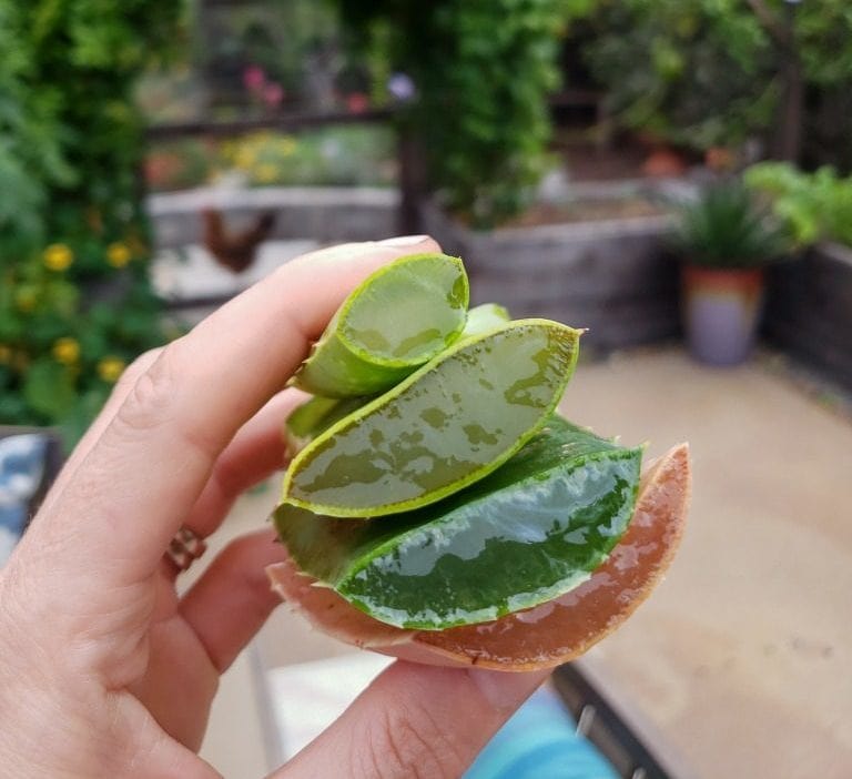 Gel d'aloe vera frais
