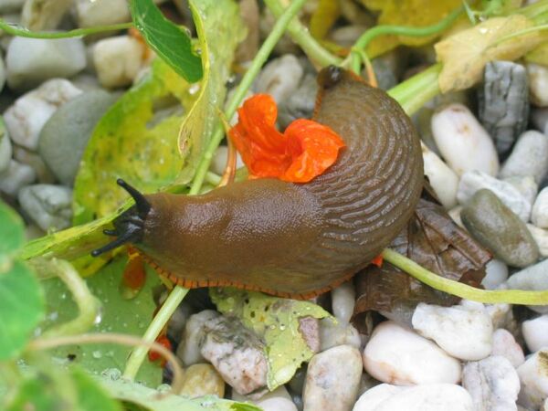 Méthodes naturelles anti-limaces