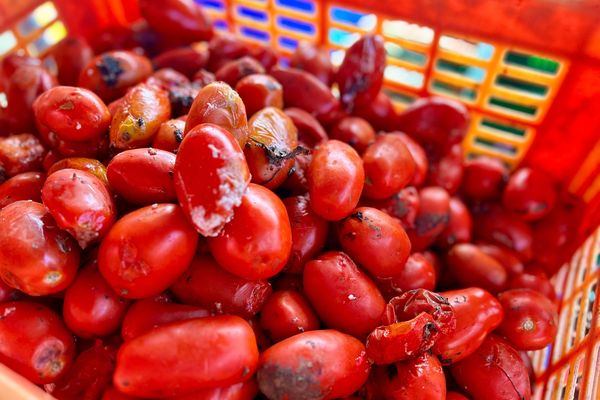 Réalisation d'un engrais naturel à base de tomates