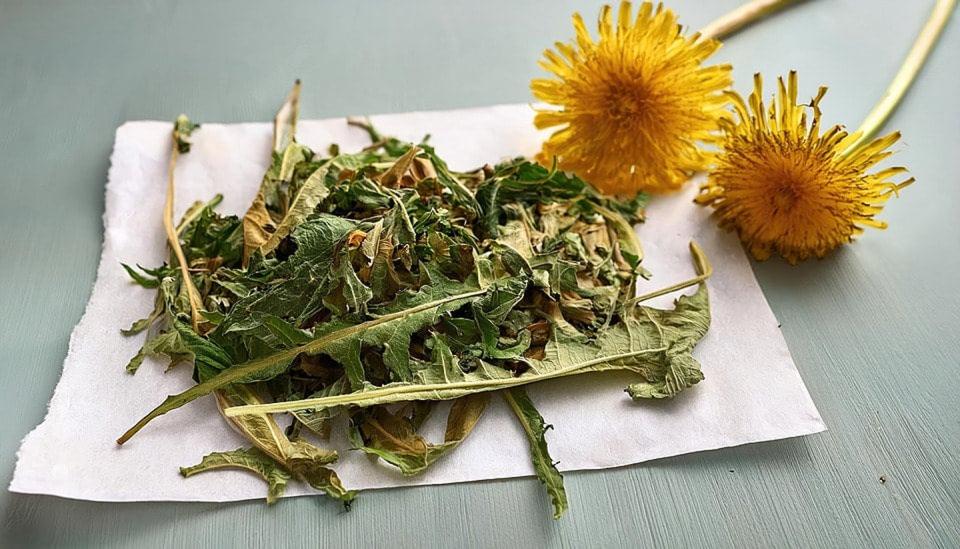 Feuilles de pissenlit séchées