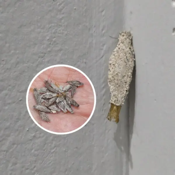 Portrait détaillé d'une chenille des sacs sur un mur