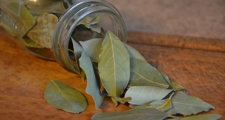 Feuilles de laurier séchées dans un bocal