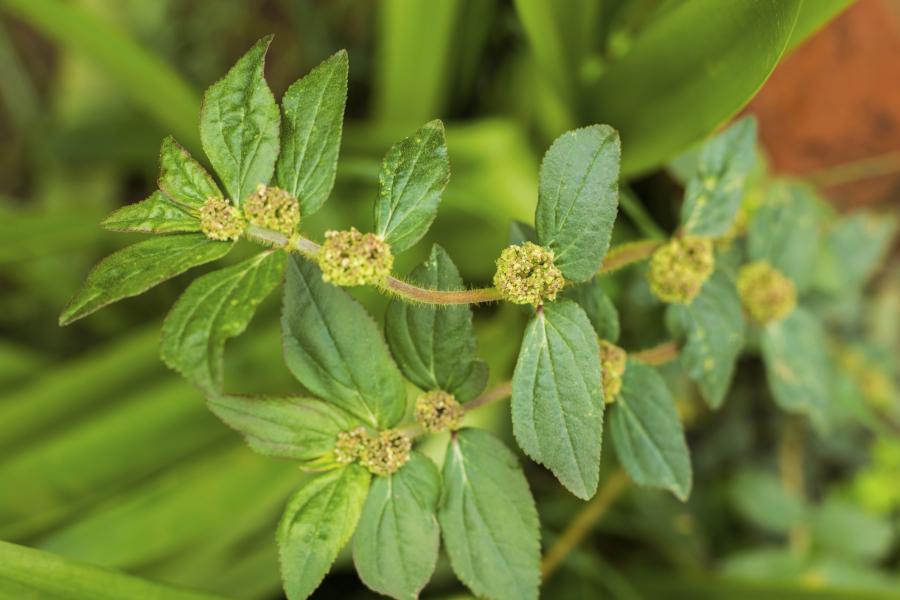Préparation et utilisation de l'Euphorbia hirta